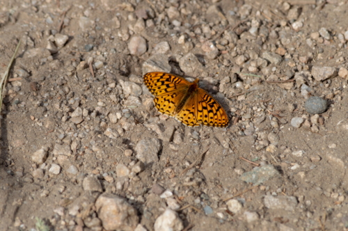 Grand Teton Butterfly (1)