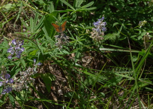 Grand Teton Butterfly 2 (1)