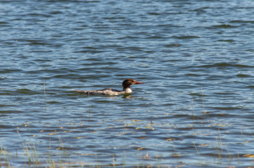 Grand Teton Common Merganser (1)