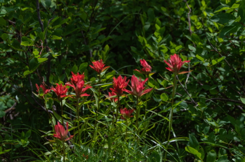 Grand Teton Indian Paint Brush Flowers (1)