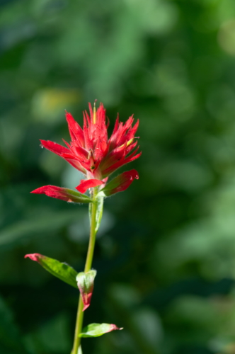 Grand Teton Indian Paintbrush (1)