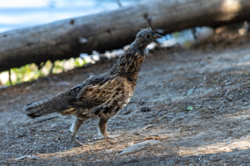 Grand Teton Ruffed Grouse (1)