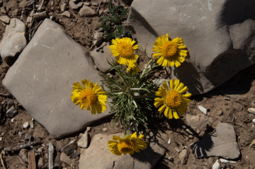 Grand Teton Wildflowers 1 - Copy