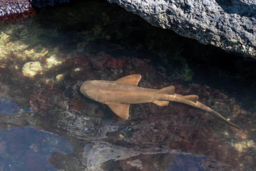 Key Largo Nurse Shark