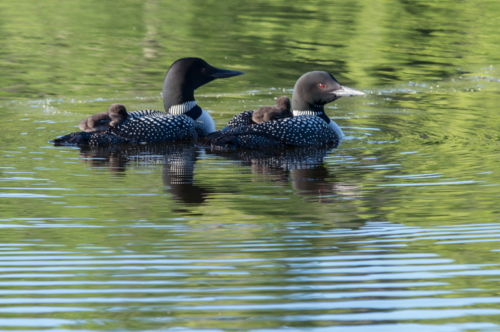 Loon Family (1)