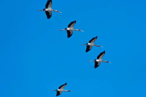 Merritt NWR, Wood Stork Endangered