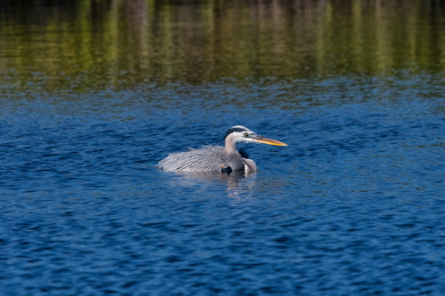 Merritt NWR Blue Heron Relaxing (1)