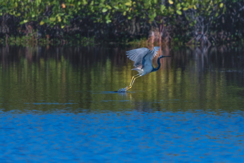 Merritt NWR Blue Heron Taking  Off