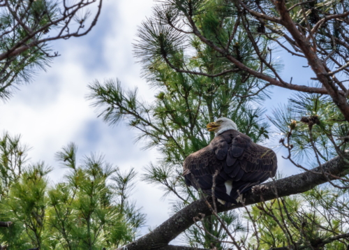 Momma Eagle Watching Over Her Nest (1)