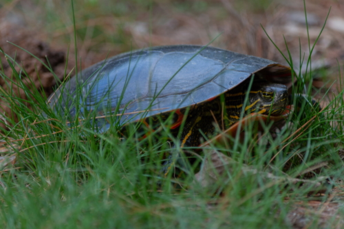 Momma Painted Turtle Laying Eggs (1)