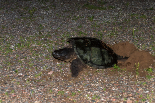 Momma Snapping Turtle Laying Eggs in our Driveway (1)