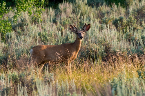 Mule Deer Grand Teton National Park (1)