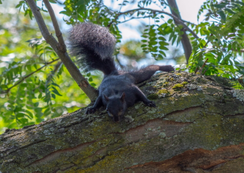 Niagara Falls Black Squirrel 