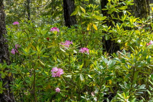 Oregon Caves California Rhododendron