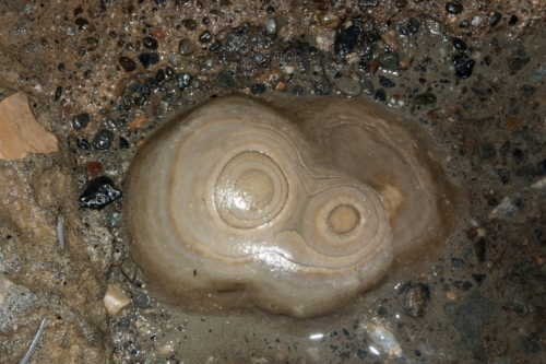 Oregon Caves Stalagtite Cross Section