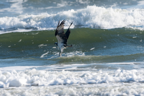 Osprey Fishing