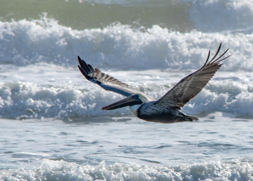 Pelican in Flight