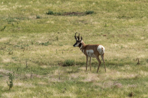 Pronghorn Wind Cave National Park (1)