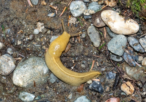 Redwood National Park, Banana Slug 1