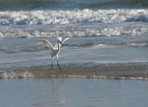 Snowy Egret Landing 1