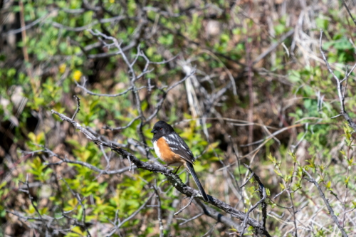 Spotted Towhee Wind Cave