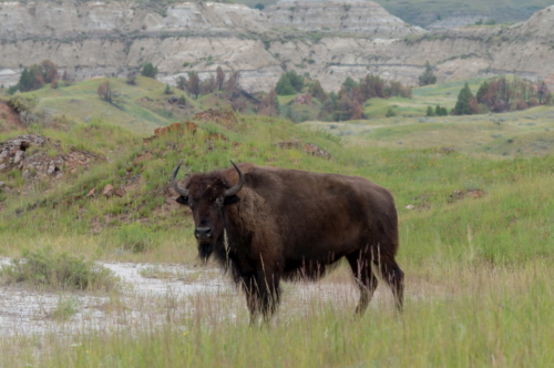 Theodore Roosevelt Bison (1)