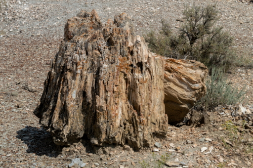 Theodore Roosevelt Petrified Wood (1)