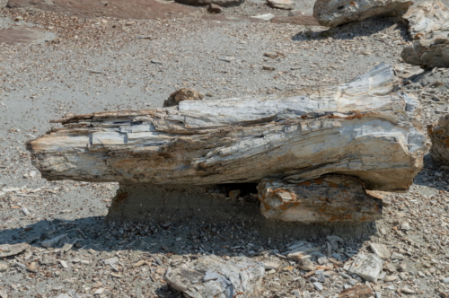 Theodore Roosevelt Petrified Wood 2 (1)