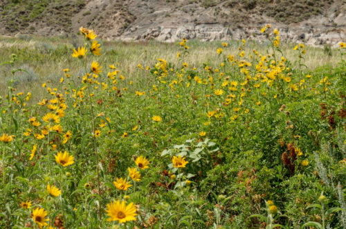 Theodore Roosevelt Wild Flowers (1)