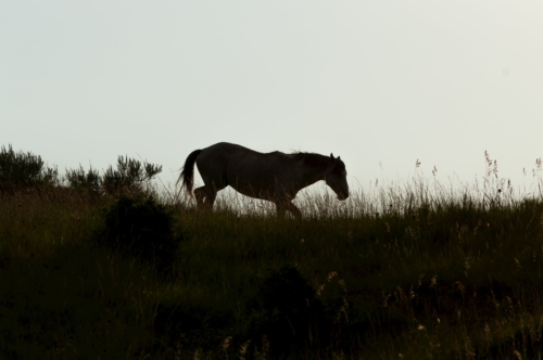 Theodore Roosevelt Wild Horse 2 (1)