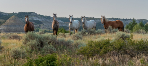 Theodore Roosevelt Wild Horses 2 (1)