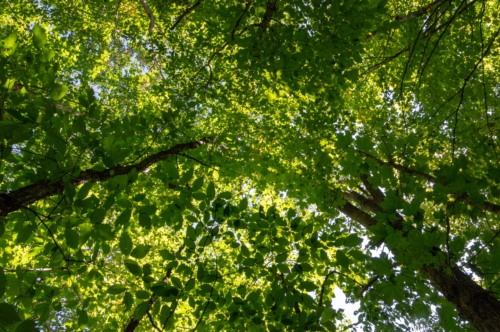 Upper Peninsula Trees 