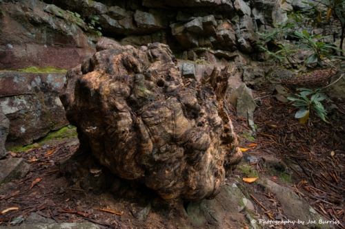 WV New River Gorge Burl - DSC 0178