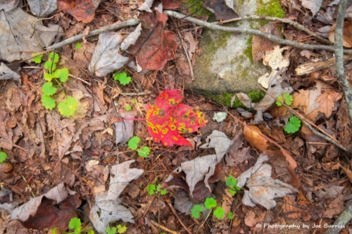 WV New River Gorge Leaf - DSC 0156