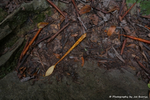 WV New River Gorge Leaf Spoon - DSC 0190