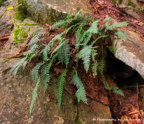 WV New Rver Gorge Fern - DSC 0204