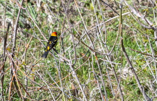 Western Tanager Wind Cave