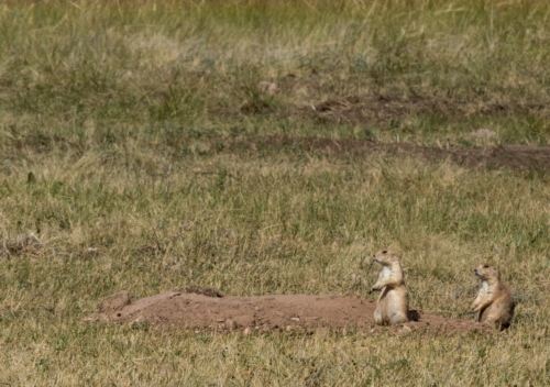 Wind Cave Prairie Dogs 