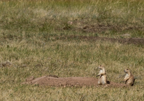 Wind Cave Prairie Dogs (1)